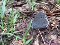 maudoc.com • Celastrina argiolus •  IMG_4407.jpg   Celastrina argiolus : Celastrina argiolus, Farfalla