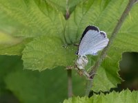 maudoc.com • Celastrina argiolus •  IMG_4624.jpg   Celastrina argiolus : Farfalla, Cupido minimus