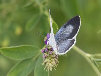 maudoc.com • Celastrina argiolus •  IMG_5021.jpg   Celastrina argiolus : Farfalla, Celastrina argiolus