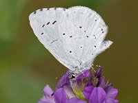 maudoc.com • Celastrina argiolus •  IMG_5032.jpg   Celastrina argiolus : Farfalla, Celastrina argiolus