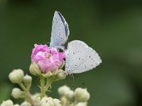 maudoc.com • Celastrina argiolus •  IMG_5047.jpg   Celastrina argiolus : Farfalla, Celastrina argiolus