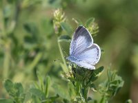 maudoc.com • Celastrina argiolus •  IMG_5167.jpg   Celastrina argiolus : Farfalla, Celastrina argiolus