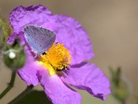 maudoc.com • Celastrina argiolus •  IMG_6466.jpg   Celastrina argiolus : Farfalla