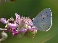 maudoc.com • Celastrina argiolus •  IMG_7031.jpg   Celastrina argiolus : Farfalla, Celastrina argiolus