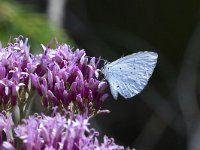 maudoc.com • Celastrina argiolus •  IMG_7764.jpg   Celastrina argiolus : Farfalla