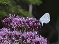 maudoc.com • Celastrina argiolus •  IMG_7766.jpg   Celastrina argiolus : Farfalla