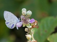 maudoc.com • Celastrina argiolus •  IMG_8144.jpg : Farfalla, Celastrina argiolus