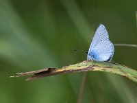 Celastrina argiolus