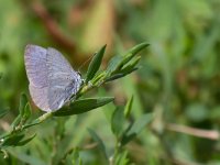 maudoc.com • Celastrina argiolus •  IMG_8893.jpg   Celastrina argiolus : Farfalla