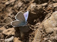 maudoc.com • Cyaniris semiargus •  IMG_1857.jpg   Cyaniris semiargus : Cyaniris semiargus