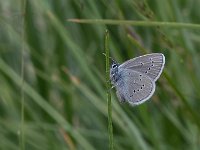 maudoc.com • Cyaniris semiargus •  IMG_1949.jpg   Cyaniris semiargus : Cyaniris semiargus