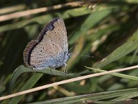 maudoc.com • Cyaniris semiargus •  IMG_7667a.jpg   Cyaniris semiargus : Farfalla