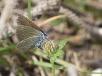 maudoc.com • Cyaniris semiargus •  IMG_7732a.jpg   Cyaniris semiargus : Farfalla