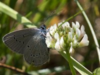 Cyaniris semiargus