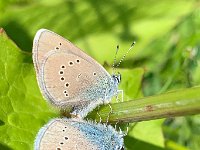 maudoc.com • Cyaniris semiargus •  IMG_9624.jpg   Cyaniris semiargus : Cyaniris semiargus