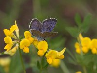 maudoc.com • Cyaniris semiargus •  IMG_9767.jpg   Cyaniris semiargus : Farfalla, Cyaniris semiargus