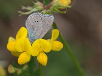 maudoc.com • Cyaniris semiargus •  IMG_9769.jpg   Cyaniris semiargus : Farfalla, Cyaniris semiargus