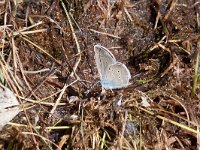 maudoc.com • Cyaniris semiargus •  Polyommatus semiargus_IMG 3474.jpg   Cyaniris semiargus : Farfalla