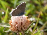 maudoc.com • Cyaniris semiargus •  Polyommatus semiargus_IMG 3627.jpg   Cyaniris semiargus : Farfalla