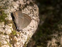 maudoc.com • Favonius quercus •  IMG_3157.jpg   Favonius quercus : Farfalla, Favonius quercus