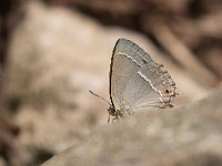 maudoc.com • Favonius quercus •  IMG_8268.jpg   Favonius quercus : Farfalla, Satyrium acaciae