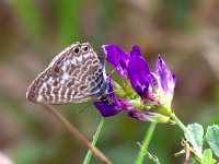 maudoc.com • Leptotes pirithous •  IMG_1035.jpg   Leptotes pirithous : Farfalla, Leptotes pirithous