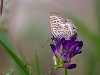 maudoc.com • Leptotes pirithous •  IMG_1036.jpg   Leptotes pirithous : Farfalla, Leptotes pirithous