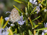 maudoc.com • Leptotes pirithous •  IMG_2417.jpg   Leptotes pirithous : Leptotes pirithous