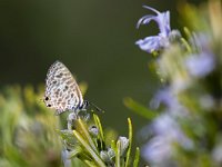 maudoc.com • Leptotes pirithous •  IMG_2421.jpg   Leptotes pirithous : Leptotes pirithous