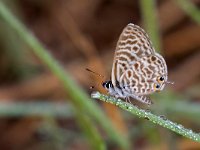 maudoc.com • Leptotes pirithous •  IMG_3620.jpg   Leptotes pirithous : Farfalla, Leptotes pirithous