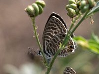 maudoc.com • Leptotes pirithous •  IMG_3652.jpg   Leptotes pirithous : Farfalla, Leptotes pirithous