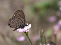 maudoc.com • Leptotes pirithous •  IMG_4471.jpg   Leptotes pirithous : Leptotes pirithous