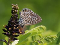 maudoc.com • Leptotes pirithous •  IMG_8932.jpg   Leptotes pirithous : Leptotes pirithous