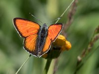 maudoc.com • Lycaena hippothoe eurydame •  IMG_5478.jpg   Lycaena hippothoe eurydame : Farfalla, Lycaena virgaureae