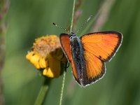 maudoc.com • Lycaena hippothoe eurydame •  IMG_5480.jpg   Lycaena hippothoe eurydame : Farfalla, Lycaena virgaureae