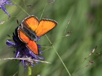 maudoc.com • Lycaena hippothoe eurydame •  IMG_5483.jpg   Lycaena hippothoe eurydame : Farfalla, Lycaena virgaureae