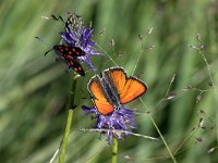 maudoc.com • Lycaena hippothoe eurydame •  IMG_5490.jpg   Lycaena hippothoe eurydame : Farfalla, Lycaena virgaureae