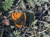 maudoc.com • Lycaena phlaeas •  IMG_0505.jpg   Lycaena phlaeas : Farfalla, Lycaena phlaeas