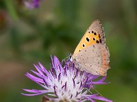 maudoc.com • Lycaena phlaeas •  IMG_2002.jpg   Lycaena phlaeas : Farfalla, Lycaena phleas