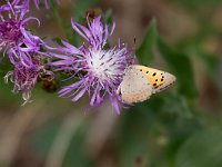 maudoc.com • Lycaena phlaeas •  IMG_2006.jpg   Lycaena phlaeas : Farfalla, Lycaena phlaeas