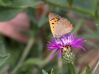 maudoc.com • Lycaena phlaeas •  IMG_2013.jpg   Lycaena phlaeas : Farfalla, Lycaena phlaeas