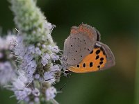 maudoc.com • Lycaena phlaeas •  IMG_2773.jpg   Lycaena phlaeas : Farfalla, Lycaena phlaeas