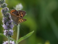 maudoc.com • Lycaena phlaeas •  IMG_2836.jpg   Lycaena phlaeas : Farfalla, Lycaena phlaeas