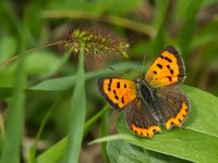 Lycaena phlaeas