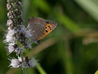 maudoc.com • Lycaena phlaeas •  IMG_2900.jpg   Lycaena phlaeas : Farfalla, Lycaena phlaeas