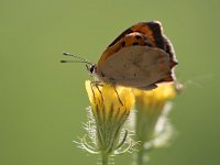 maudoc.com • Lycaena phlaeas •  IMG_3855.jpg   Lycaena phlaeas : Farfalla