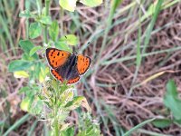 maudoc.com • Lycaena phlaeas •  IMG_3869.jpg   Lycaena phlaeas : Farfalla, Lycaena phlaeas