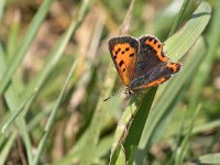 maudoc.com • Lycaena phlaeas •  IMG_4842.jpg   Lycaena phlaeas : Farfalla, Lycaena phlaeas