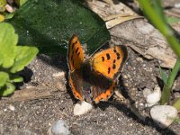 maudoc.com • Lycaena phlaeas •  IMG_5119.jpg   Lycaena phlaeas : Farfalla, Lycaena phlaeas