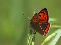 maudoc.com • Lycaena phlaeas •  IMG_5628.jpg   Lycaena phlaeas : Farfalla, Lycaena phlaeas